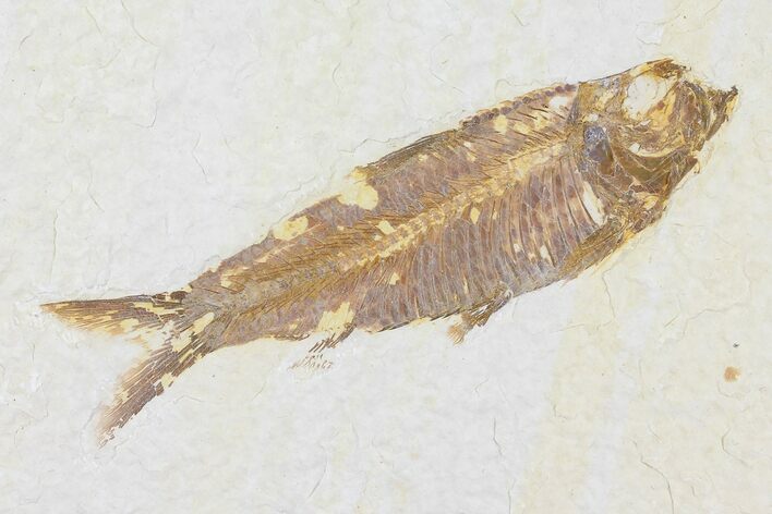 Fossil Fish (Knightia) - Wyoming #109959